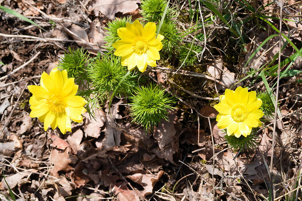 Mein sch&ouml;ner Garten