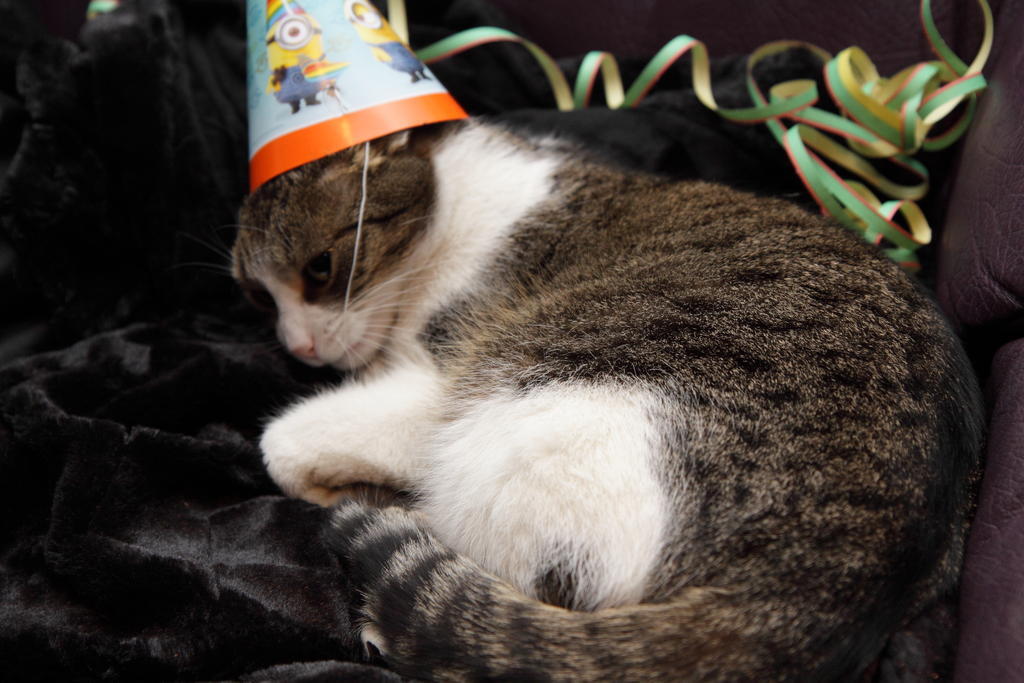 Katze mit Hut