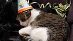 Katze mit Hut