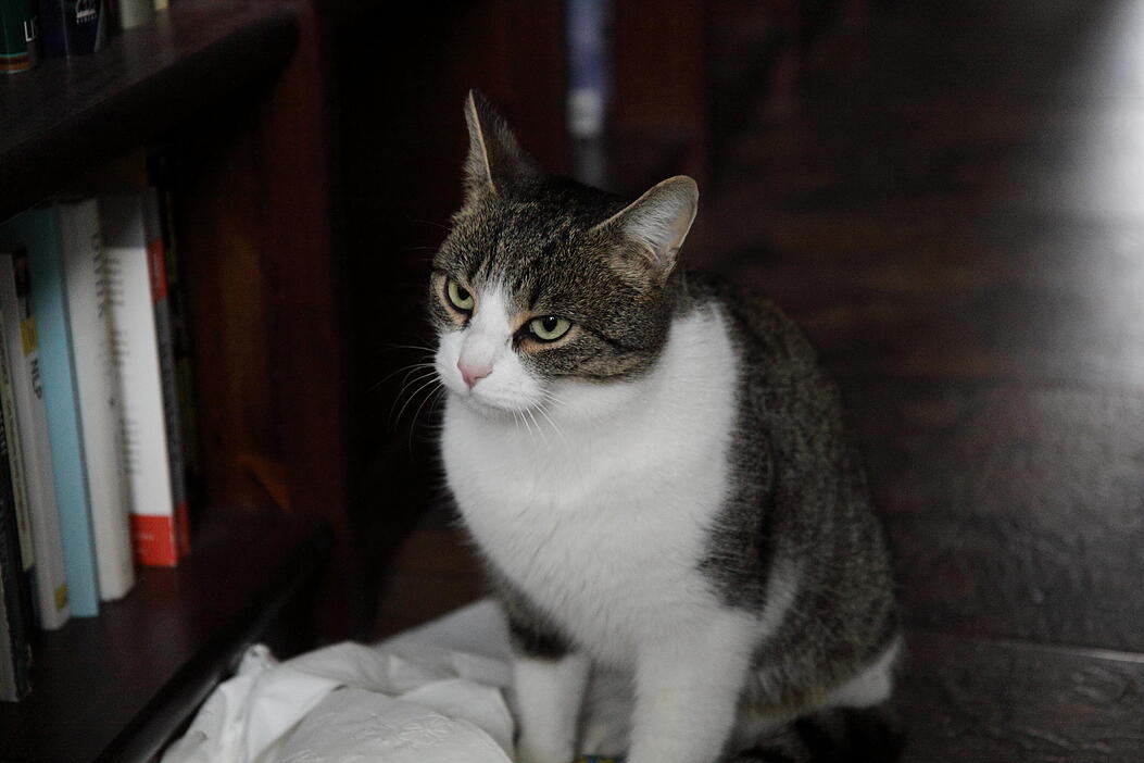 Schnubbel