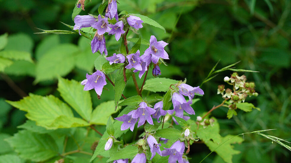 Nesselblättrige Glockenblume im Juli