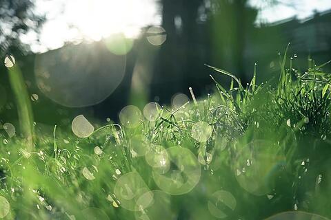 Grass aus Entenhausen