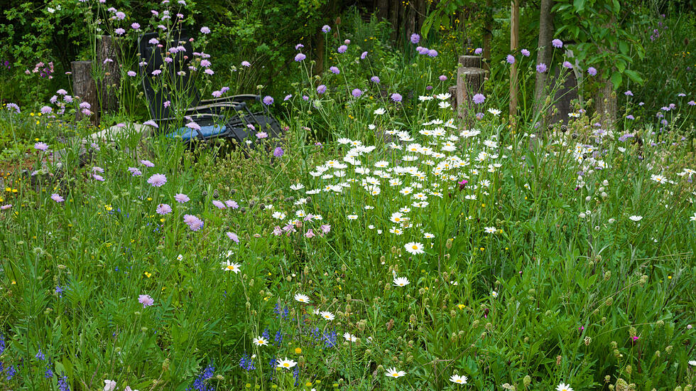Wildblumenwiese im Mai