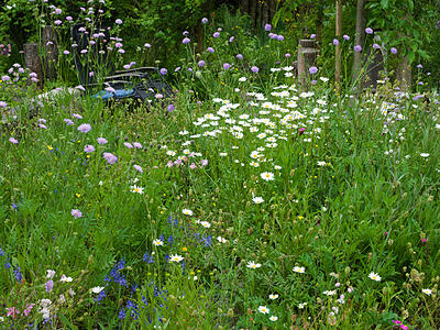 Wildblumenwiese im Mai