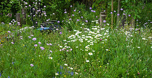 Wildblumenwiese im Mai