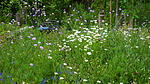 Wildblumenwiese im Mai