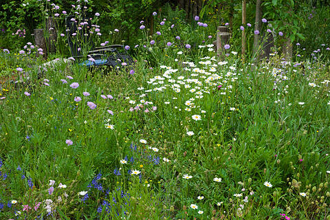 Wildblumenwiese im Mai