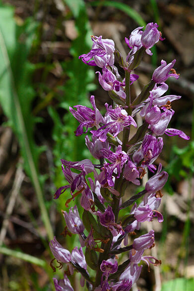 Orchidee
