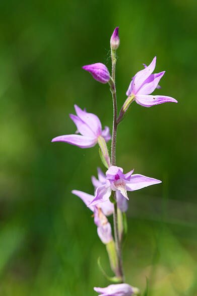 Orchidee