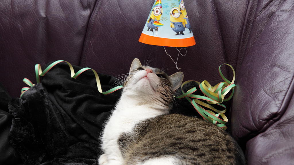 Partykatze