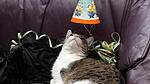Partykatze