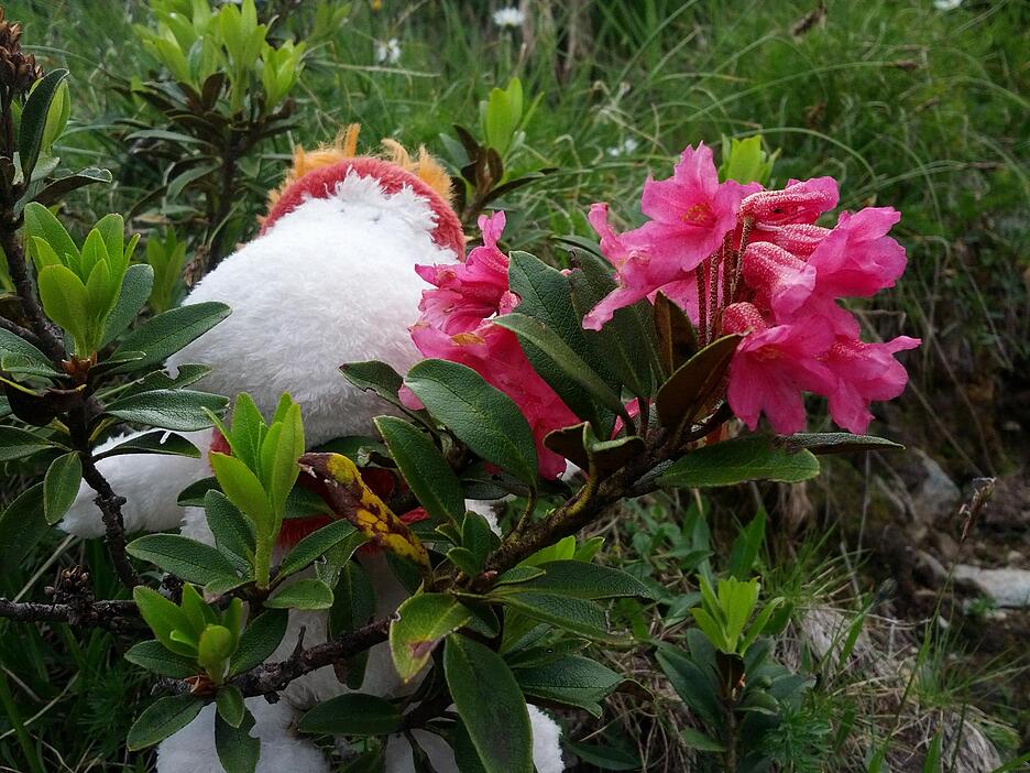 Natur