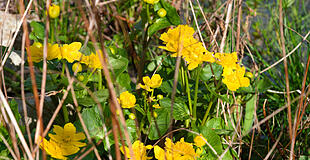Sumpf-Dotterblume im  im März