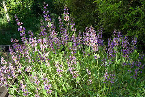 Echter Salbei  im Mai