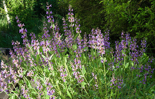 Echter Salbei  im Mai