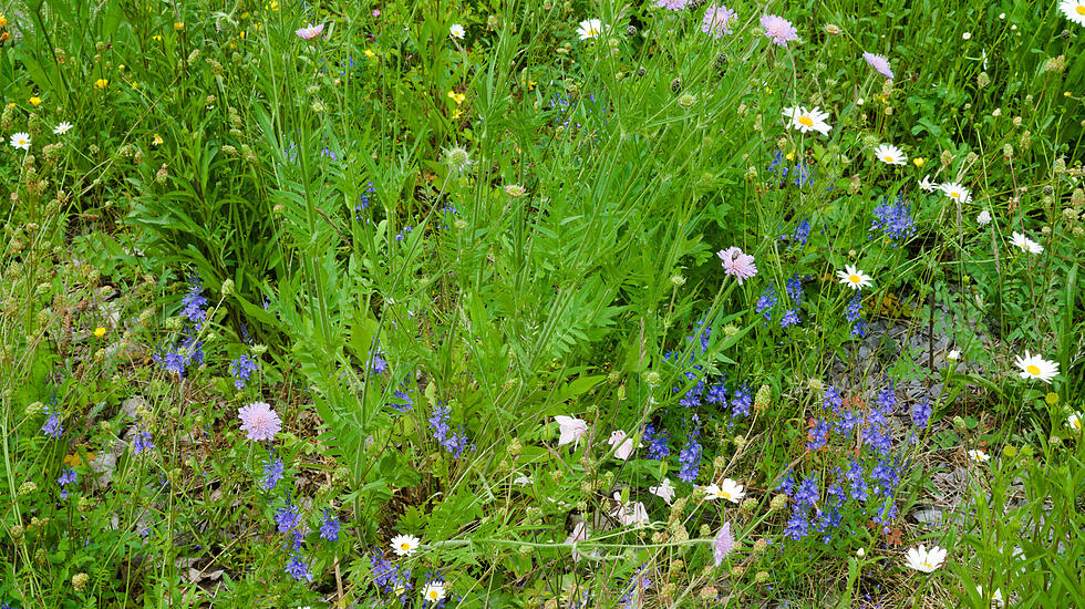 Wildblumenwiese im Mai