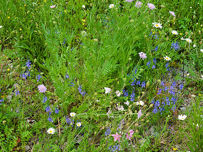 Wildblumenwiese im Mai