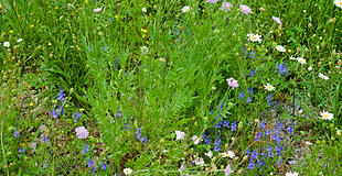 Wildblumenwiese im Mai