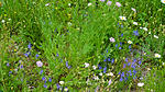 Wildblumenwiese im Mai