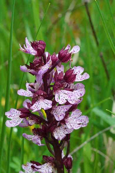 Orchidee