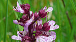 Orchidee
