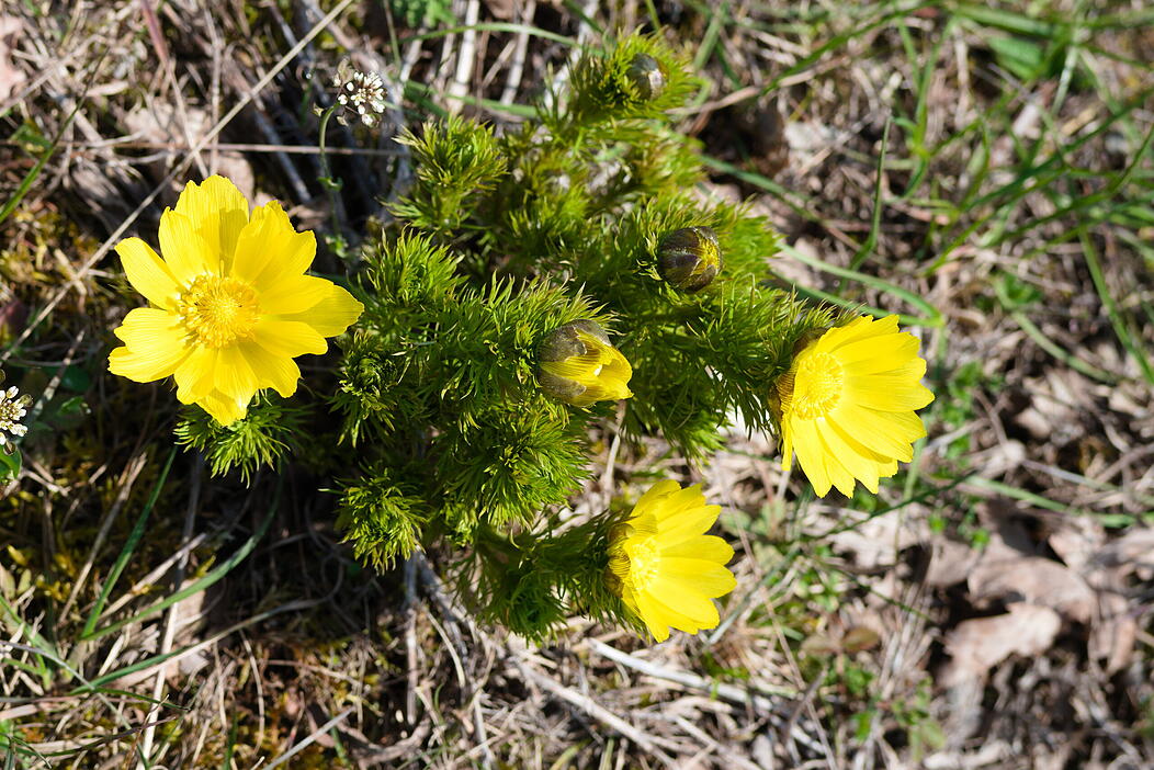 Mein sch&ouml;ner Garten