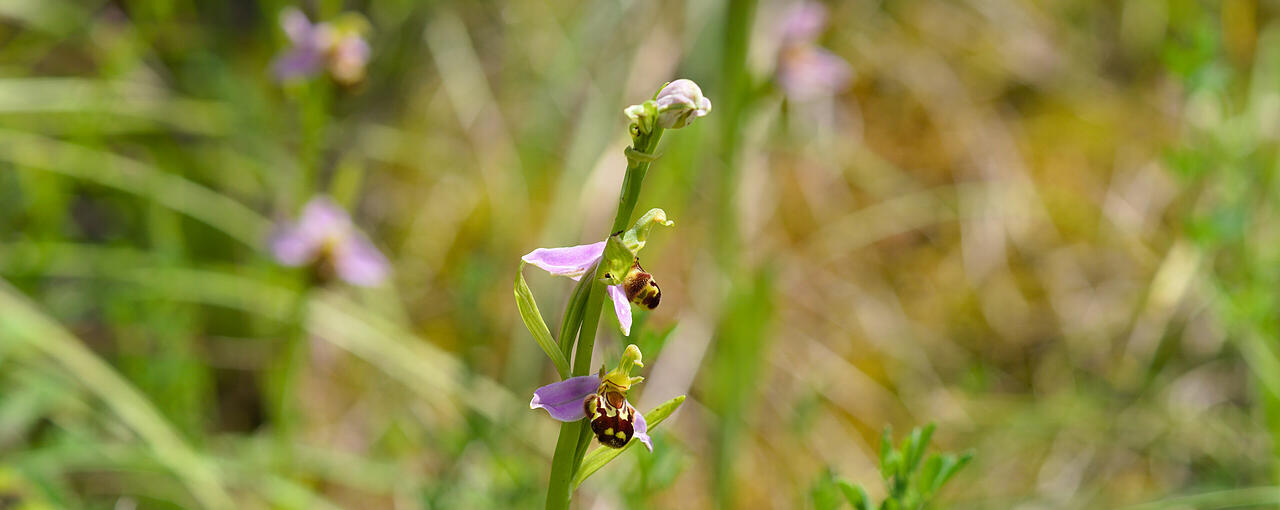 Orchidee