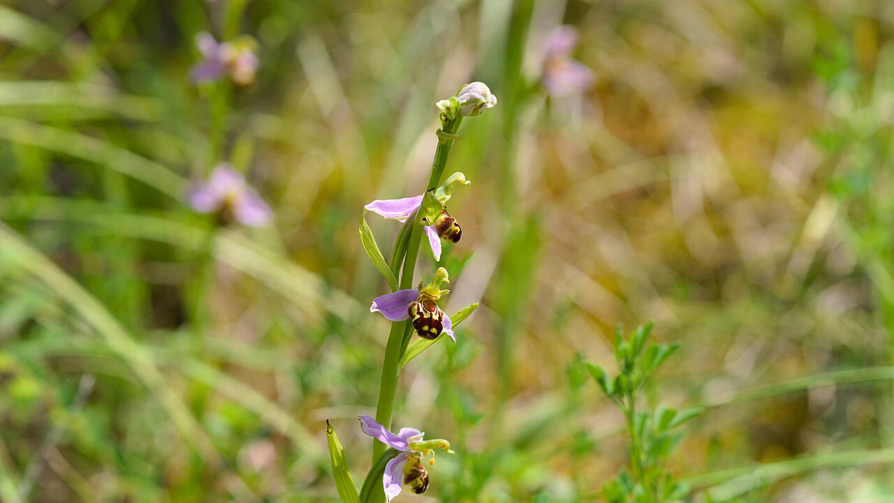 Orchidee