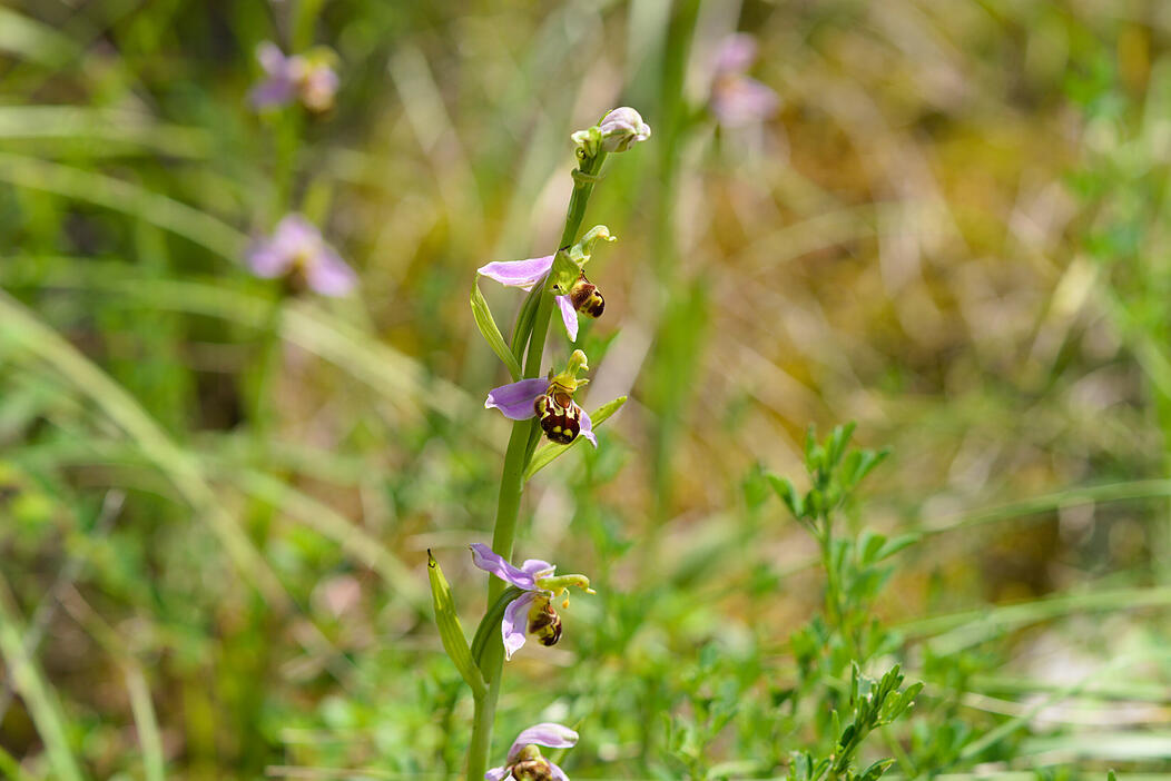 Orchidee