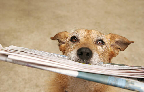 Dog with the daily newspaper