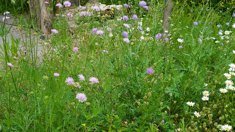 Wildblumenwiese im Mai
