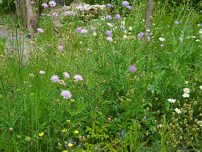 Wildblumenwiese im Mai