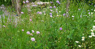 Wildblumenwiese im Mai