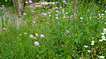 Wildblumenwiese im Mai