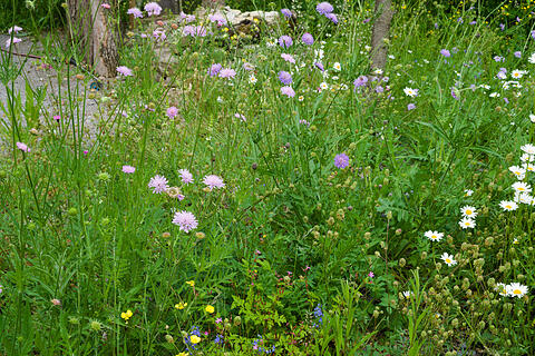 Wildblumenwiese im Mai