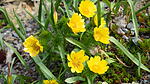 Fr&uuml;hlings-Adonisr&ouml;schen im April