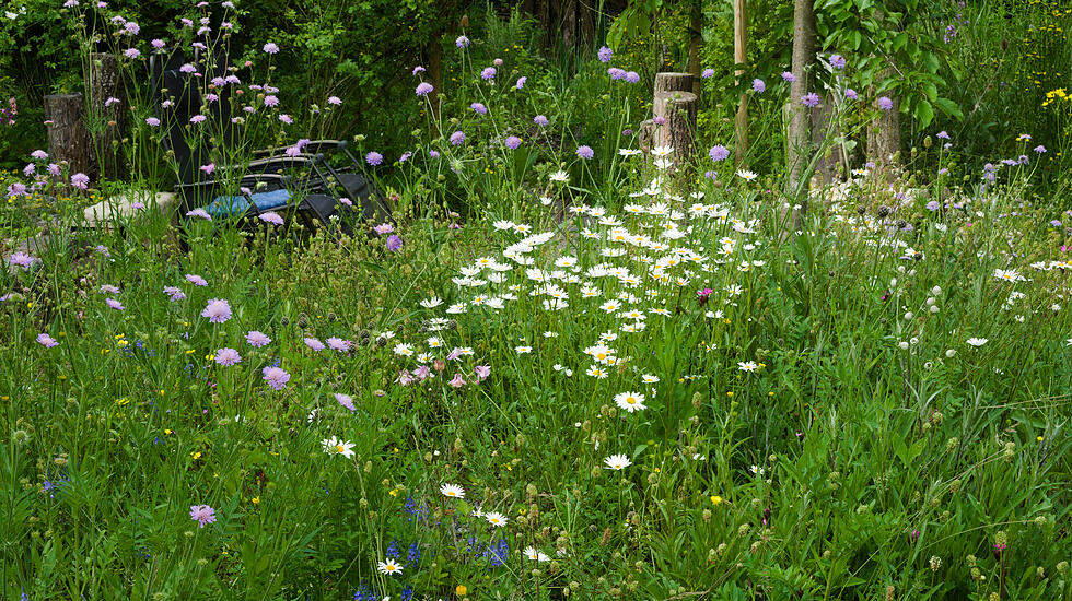 Wildblumenwiese im Mai