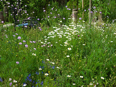 Wildblumenwiese im Mai