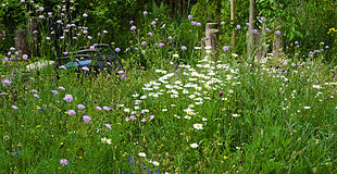 Wildblumenwiese im Mai