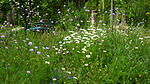 Wildblumenwiese im Mai