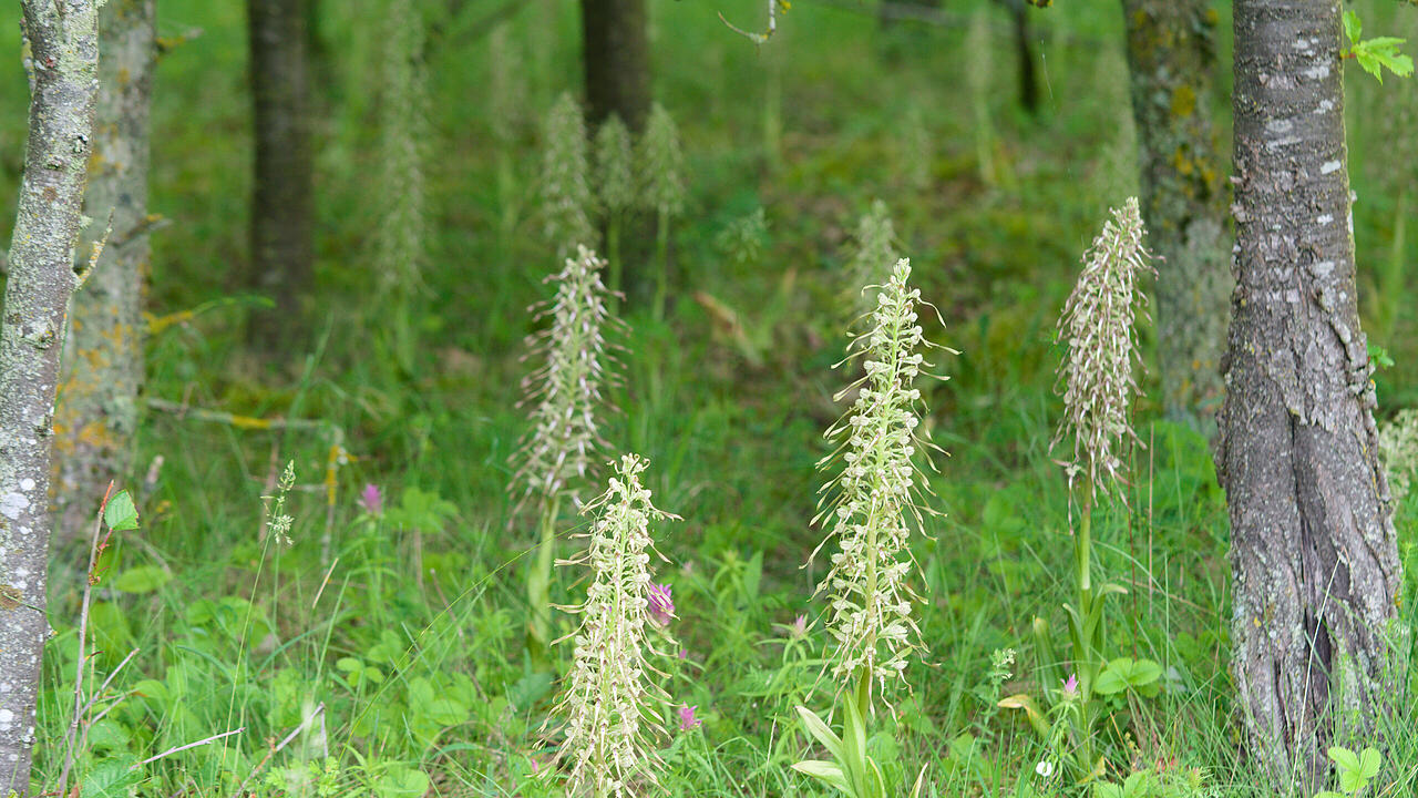 Orchidee