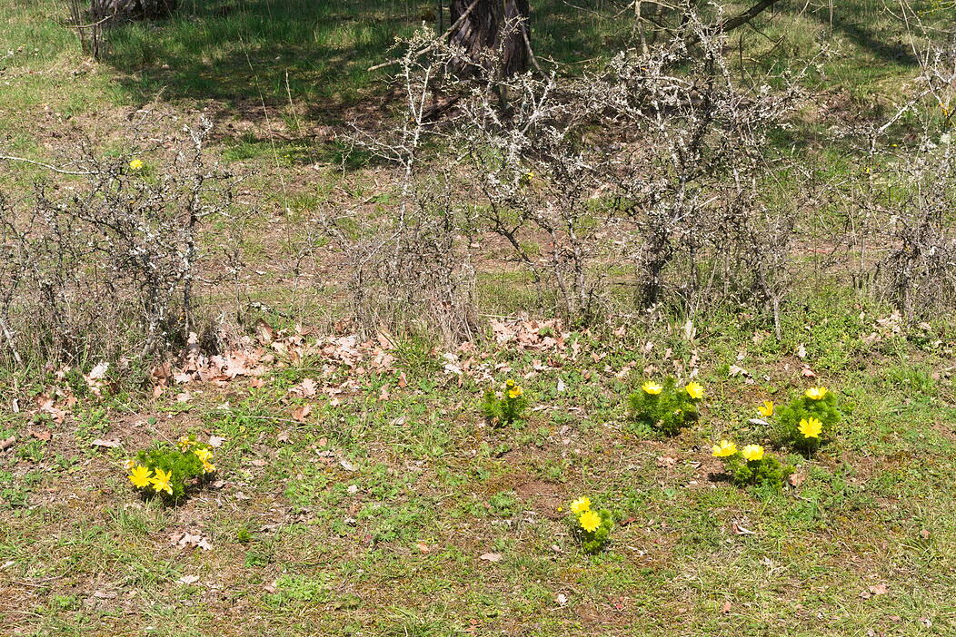 Mein sch&ouml;ner Garten