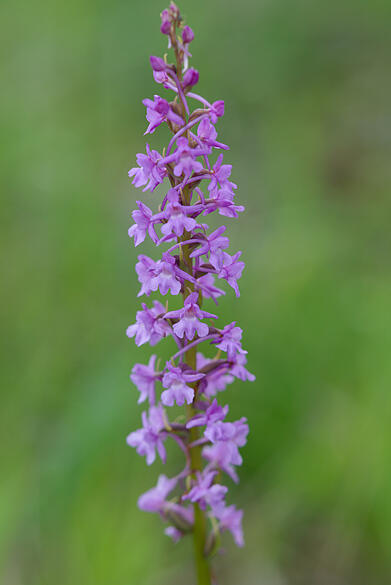 Orchidee