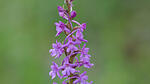 Orchidee