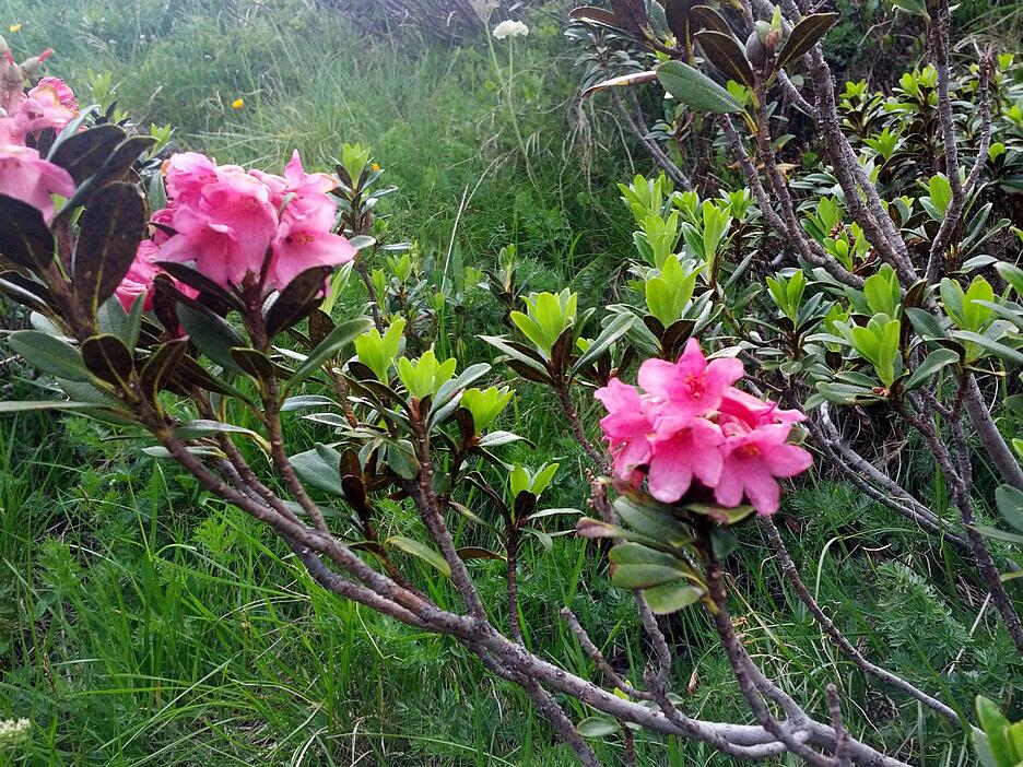 Natur