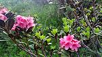 Natur