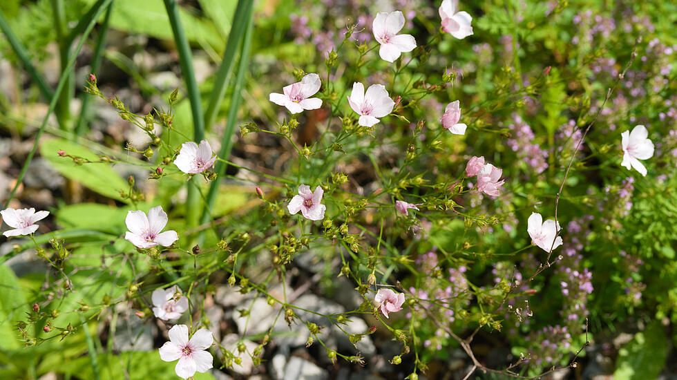 Schmalblättriger Lein im Juli