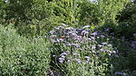 Mein sch&ouml;ner Garten