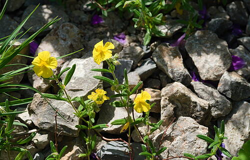 Gew&ouml;hnliches Sonnenr&ouml;schen im Mai