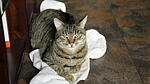 Schnurrkater